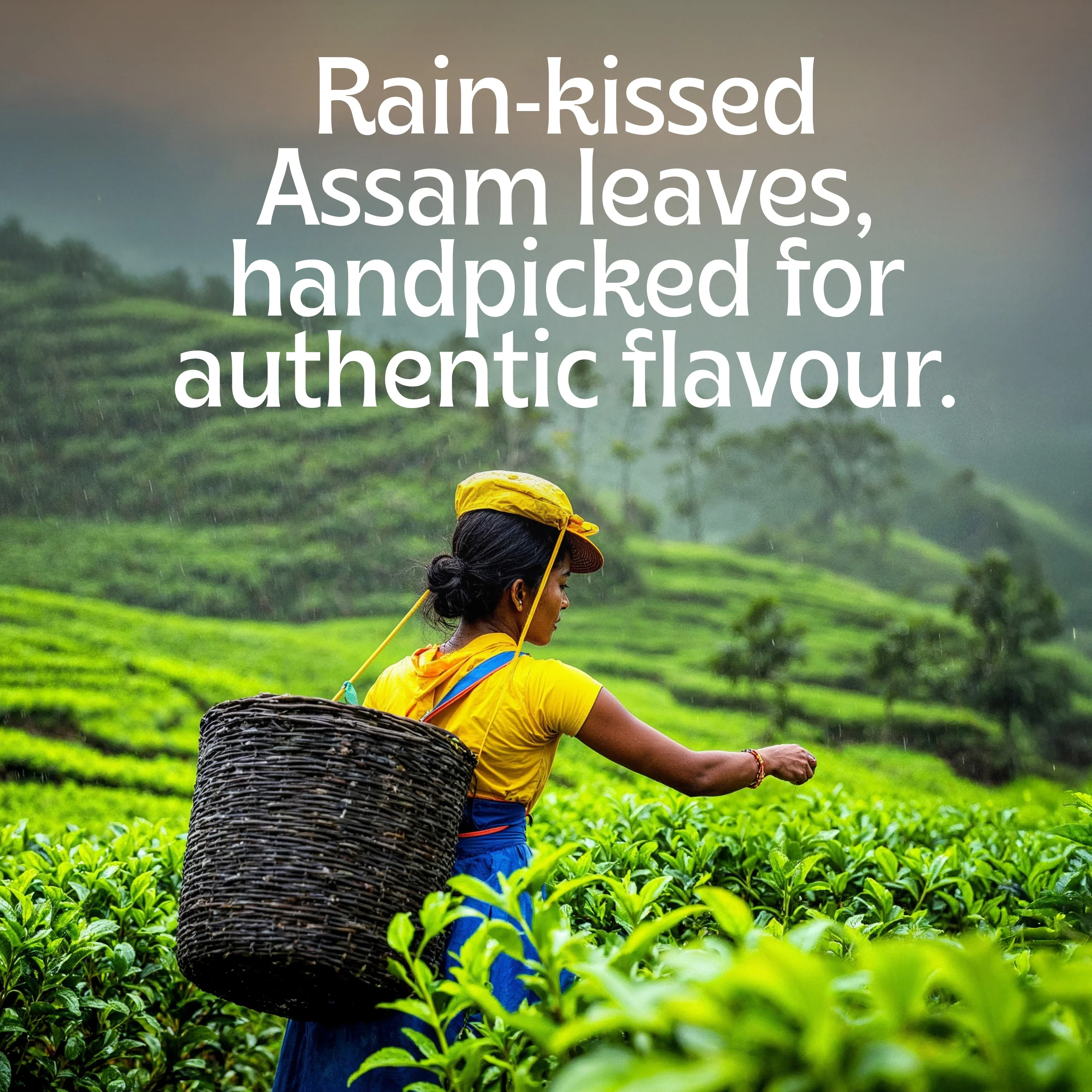 Assam Tea - Image 12